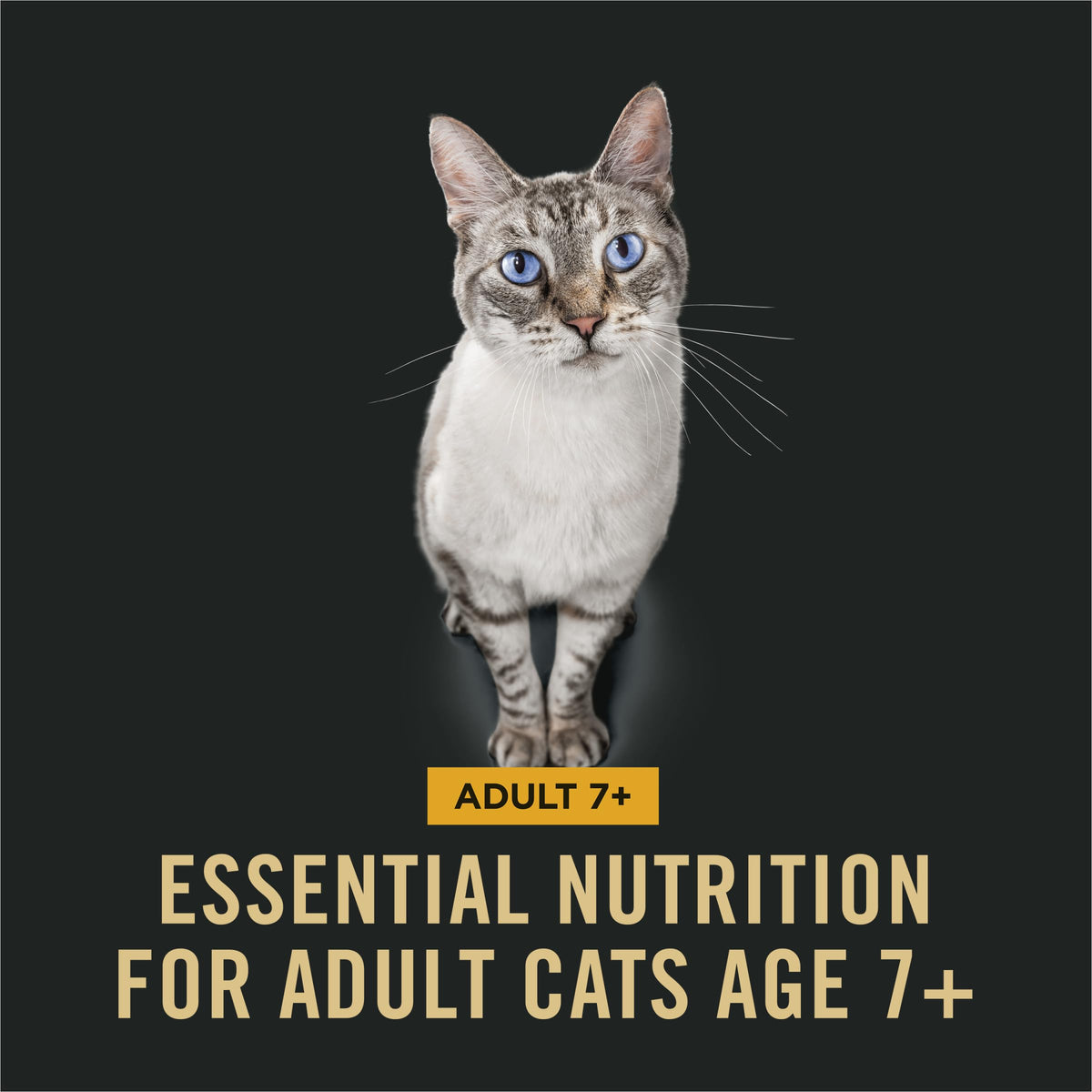 Senior Dry Cat Food, Chicken & Rice, 3.5 lb Bag A859977