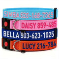 Custom Embroidered Dog Collar with Name and Number O2581