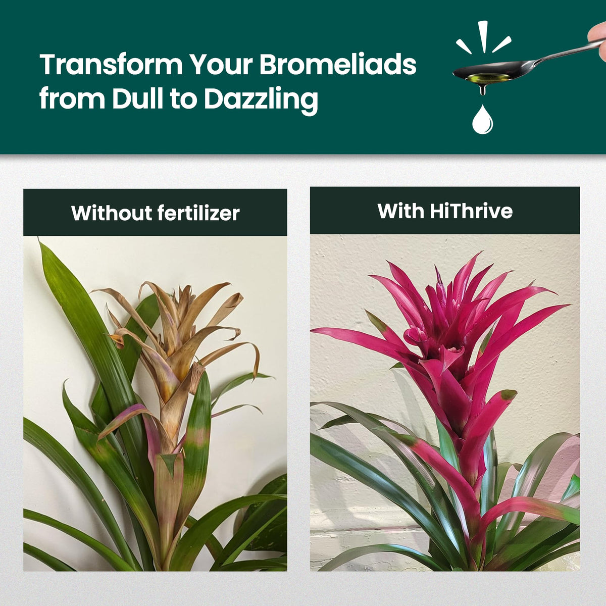 16oz Bromeliad Fertilizer P725289