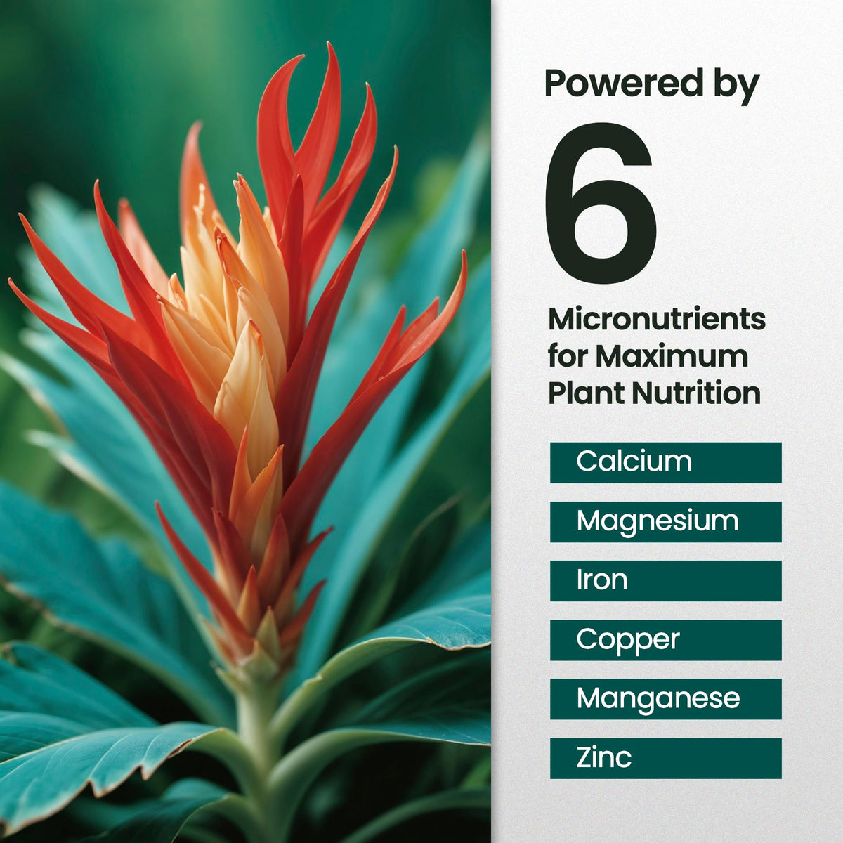 16oz Bromeliad Fertilizer P725289